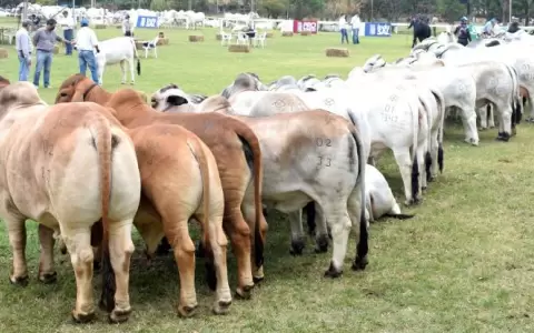 Expo Ganadera tiene expectativa de negocios por G. 12 mil millones