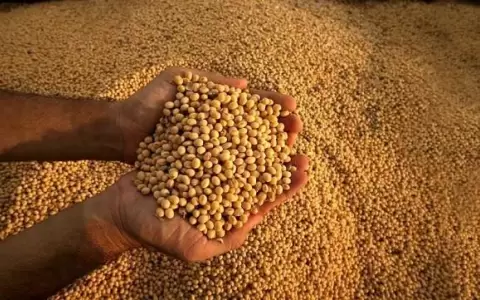 Exportaci�n de derivados de la soja dej� m�s de USD 300 millones hasta agosto