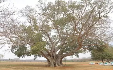 Un Guapo�y de Paso Barreto es el �rbol m�s grande del Paraguay
