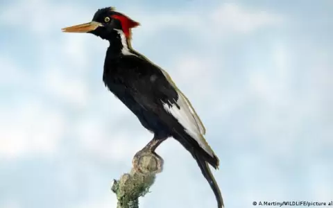 Estados Unidos declara extintas a 23 especies de animales