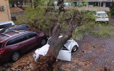 Tormenta dej� sin sem�foros las calles y arboles ca�dos