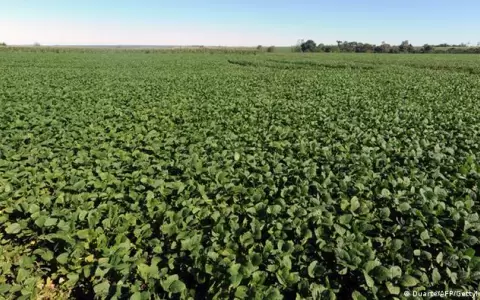 ONU condena a Paraguay por contaminaci�n con agrot�xicos en comunidad ind�gena