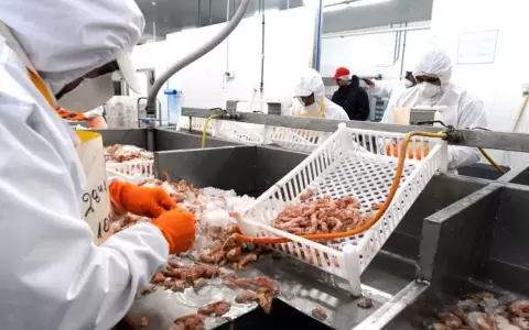 Planta se apresta a procesar langostinos en Itap�a
