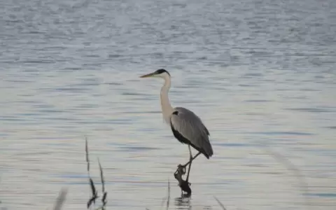 Las garzas, biodiversidad asociada al agua