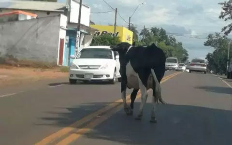 Municipalidad de Concepci�n decomisar� y sacrificar� animales sueltos en las calles