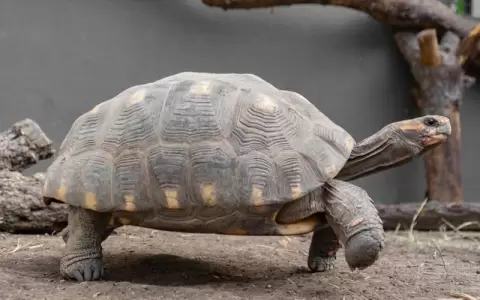 Tortuga Yabot�: de Paraguay a Parque Nacional de Argentina