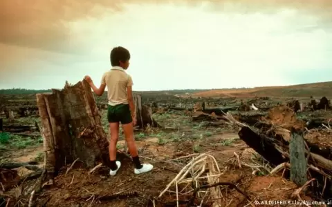 L�deres mundiales se comprometen en COP26 a frenar la deforestaci�n