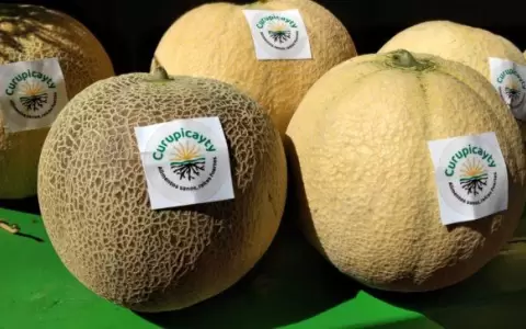 Alta temperatura y mucho sol propician al cultivo de mel�n