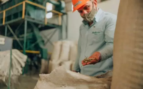 Industria yerbatera en Paraguay: un rubro de exportaci�n y de impacto local