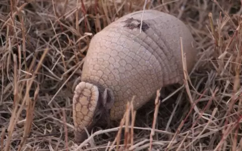 �Seres del inframundo o armadillos? TatuRet�, �ten�s que sentirlo!