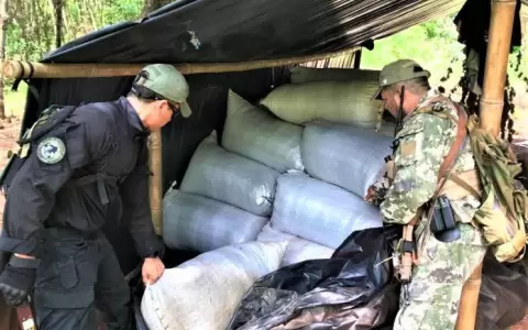 Senad y Polic�a Federal del Brasil operan contra la producci�n de marihuana en Amambay