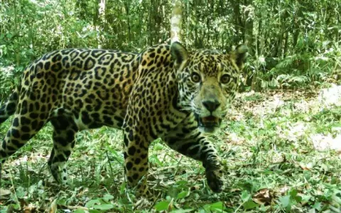 Monitoreo del yaguaret� revela reducci�n de su especie en el Bosque Atl�ntico del Alto Paran�