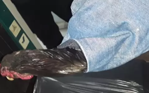 Quiso ingresar a la c�rcel con un gallo de ri�a