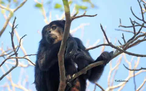 Los ka�i, nuestros parientes m�s cercanos en la naturaleza