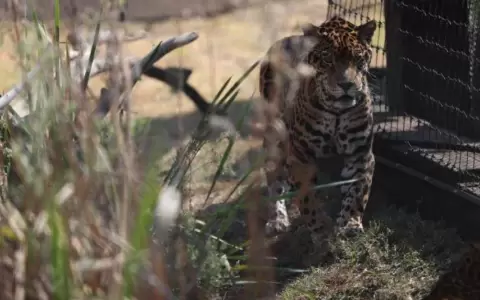 Un santuario de jaguares en M�xico para admirar y aprender de la especie