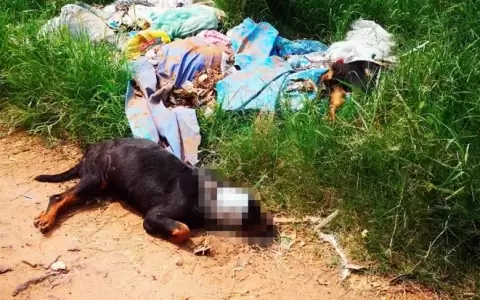 Dos perros de la raza rottweiler fueron brutalmente asesinados en San Lorenzo