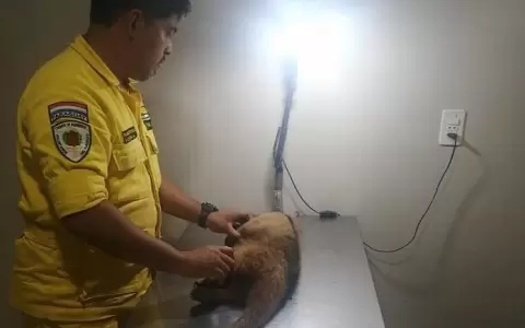 Tras recibir machetazos, oso melero se recupera