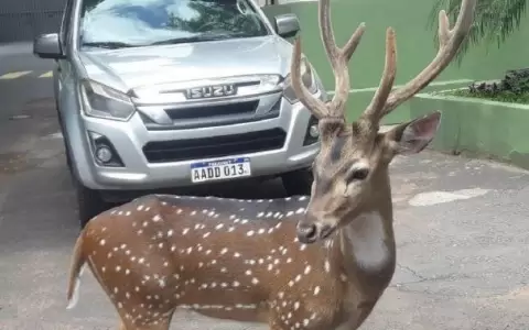 Ciervo de Mburuvicha R�ga ya se encuentra en el Zool�gico de Asunci�n