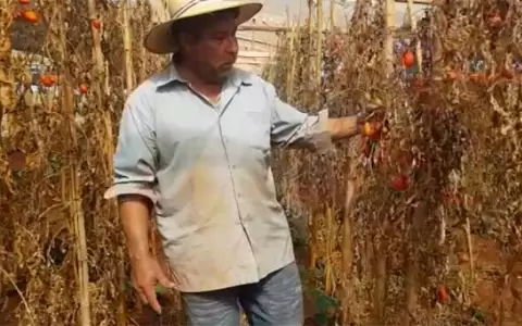 El 80 % de la producci�n hort�cola fue destruida por la sequ�a