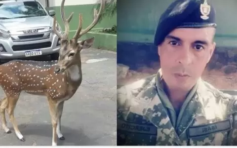 Vac�o legal sobre la tenencia de animales silvestres