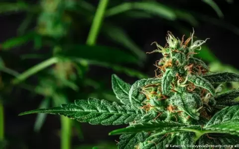 Congreso de Costa Rica legaliza el cannabis medicinal y el c��amo
