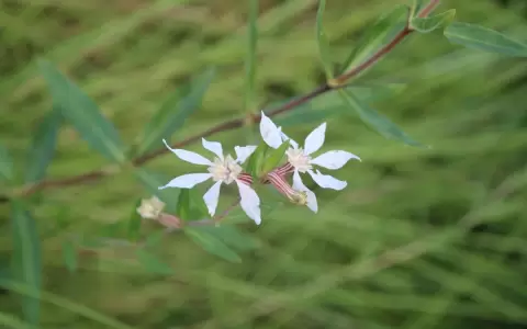 En un mar de pastos, naturaleza para descubrir
