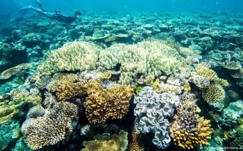 Australia anuncia USD 700 millones para proteger Gran Barrera de Coral