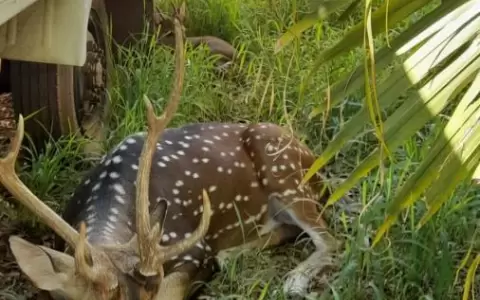 Ciervo de Marito: Grosera omisi�n del Mades a ley de Vida Silvestre