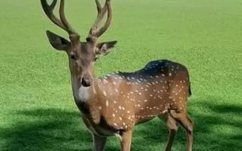 Militar muere tras ser atacado por un venado en Mburuvicha R�ga