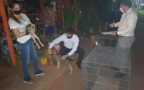 Rescatan a una sexagenaria y a 16 perros que eran maltratados en Luque