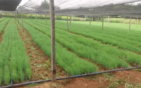 Productores de Horqueta exigen apoyo al MAG ante alarmante sequ�a