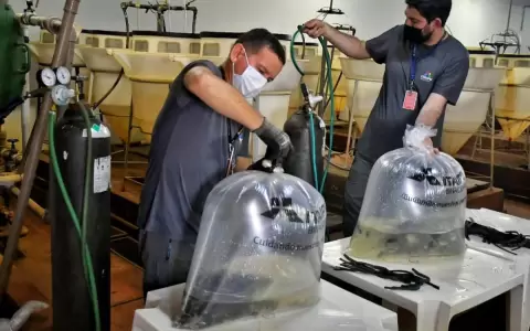 Itaip� comenz� entrega de alevines a peque�os piscicultores