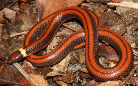 Investigadores paraguayos hallan nueva especie de serpiente para la ciencia mundial