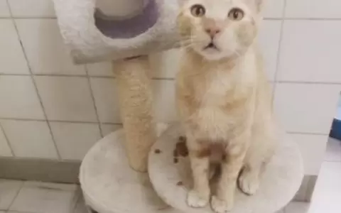 �Tacumb��, el gato que sali� de la penitenciar�a, busca hogar