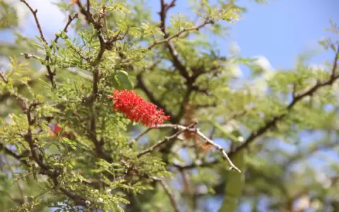 Los algarrobos, elementos chaque�os poco valorados