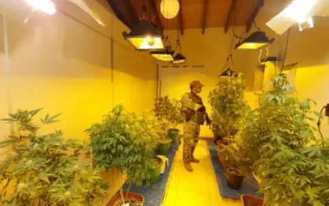 Caso marihuana VIP: 11 imputados quedan en libertad