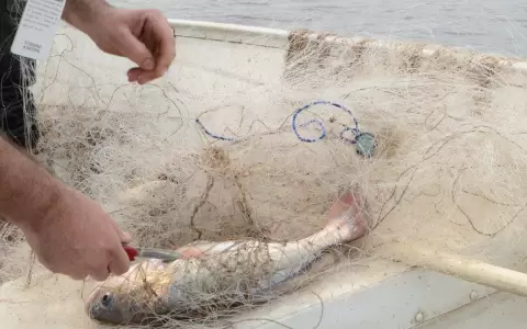 Denuncian falta de control en el Lago Ypacara�