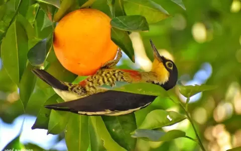 Los colores en la naturaleza