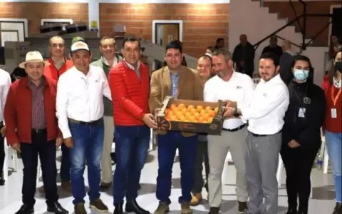 Cosecha paraguaya: preparan primer env�o de caqui al mercado europeo