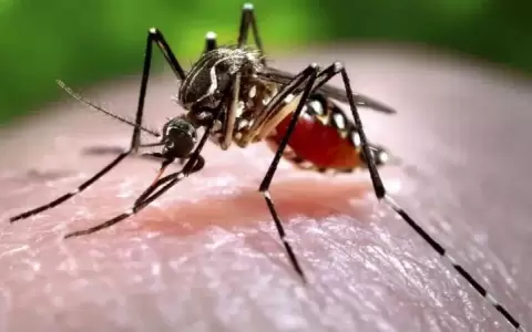 Estudio advierte sobre capacidad de mutaci�n del zika
