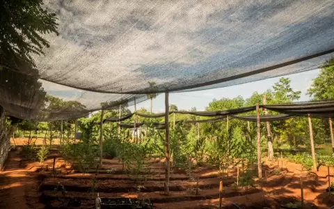 Horqueta: productores agr�colas cosechan cannabis medicinal