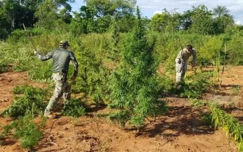 Destruyen 6 toneladas de marihuana de campos en Bella Vista Norte
