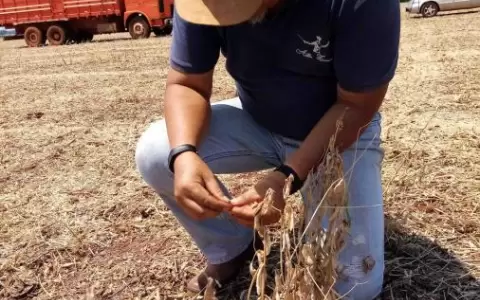 Sector sojero con la peor zafra en 25 a�os