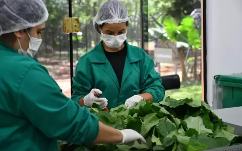 Huerto de Itaip� produjo m�s de 15.000 mudas de plantas medicinales