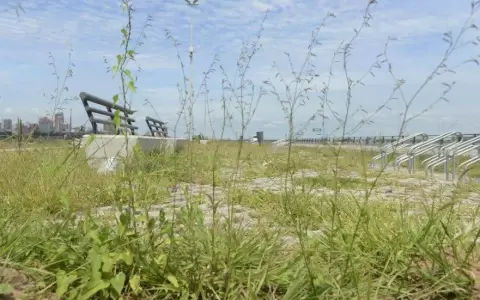 Junta capitalina deber� informar sobre terreno cedido en la costanera