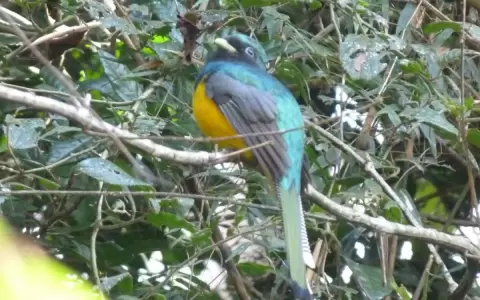 Los surucuaes, habitantes coloridos y sonoros del bosque