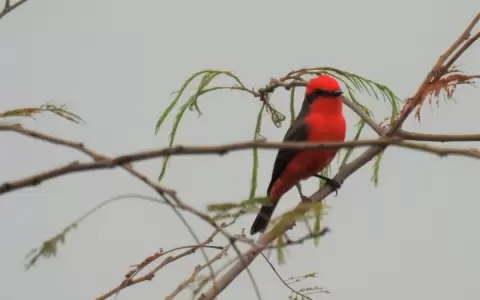 Conmemoran D�a de las Aves Migratorias con protecci�n a varias especies