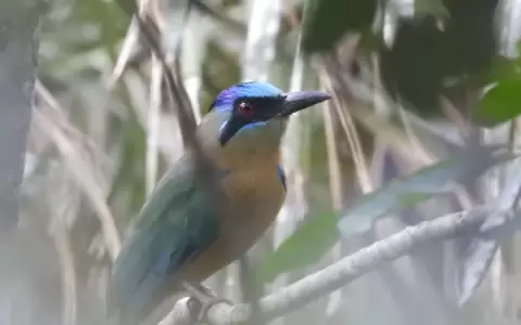 Ocultos y raros del bosque, los mom�tidos