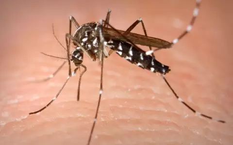 Preocupa casos de chikungu�a y cuadros respiratorios