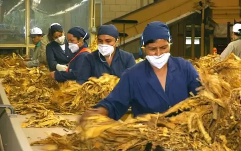Tabacaleros rechazan protocolo sobre comercio y dicen que es inaplicable